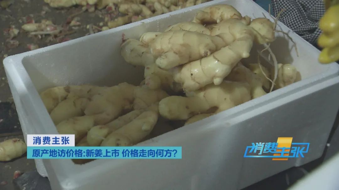 大量精品生姜出售,今日鲜姜收购价格
