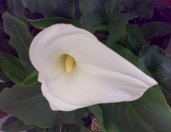 水养马蹄莲花朵发黄焦边干枯,夏天马蹄莲叶子发黄解决办法