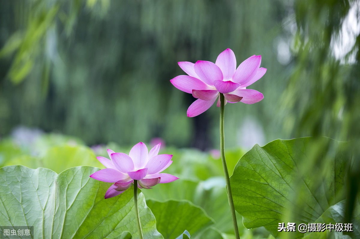 如何拍摄荷花这些技巧你要知道,怎样拍荷花的方法