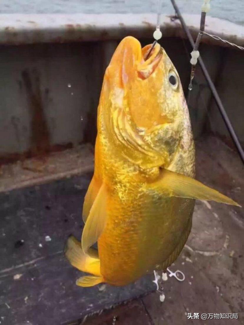 从喂鸡喂鸭到一条11万,我国狠心流放30年,为何还救不起一条鱼?