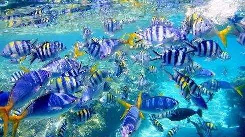 帕劳旅游攻略自由行路线推荐,帕劳旅游攻略全过程