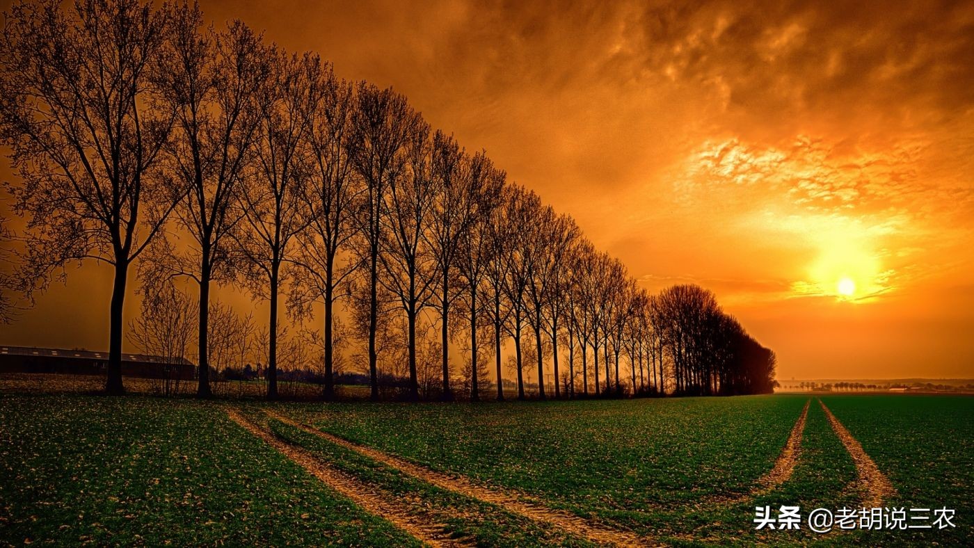 邻居地里种树影响我家农作物生长,农田旁边种树影响我怎么办