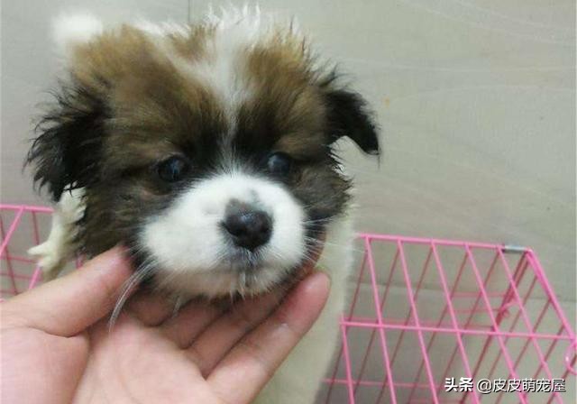 新到家的狗狗可以吃狗粮和喝水吗,纠正狗狗挑食只能喂狗粮吗