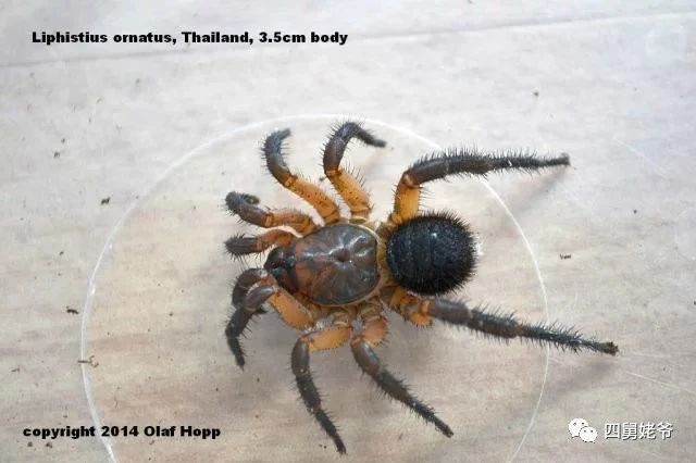 蛛蝇NycteribiaStylidiopsis