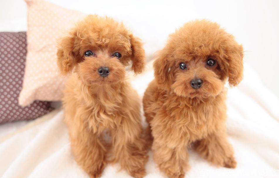 100元以下适合学生养的宠物小型犬,建议养的10种小型犬