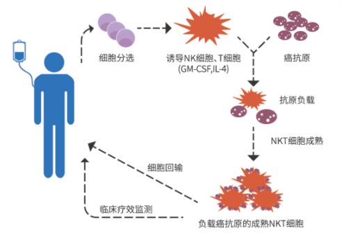 癌症免疫疗法新模式,治疗癌症的免疫疗法的副作用