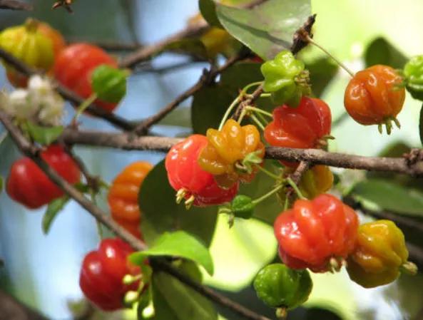了解巴西历史,了解巴西地理的视频