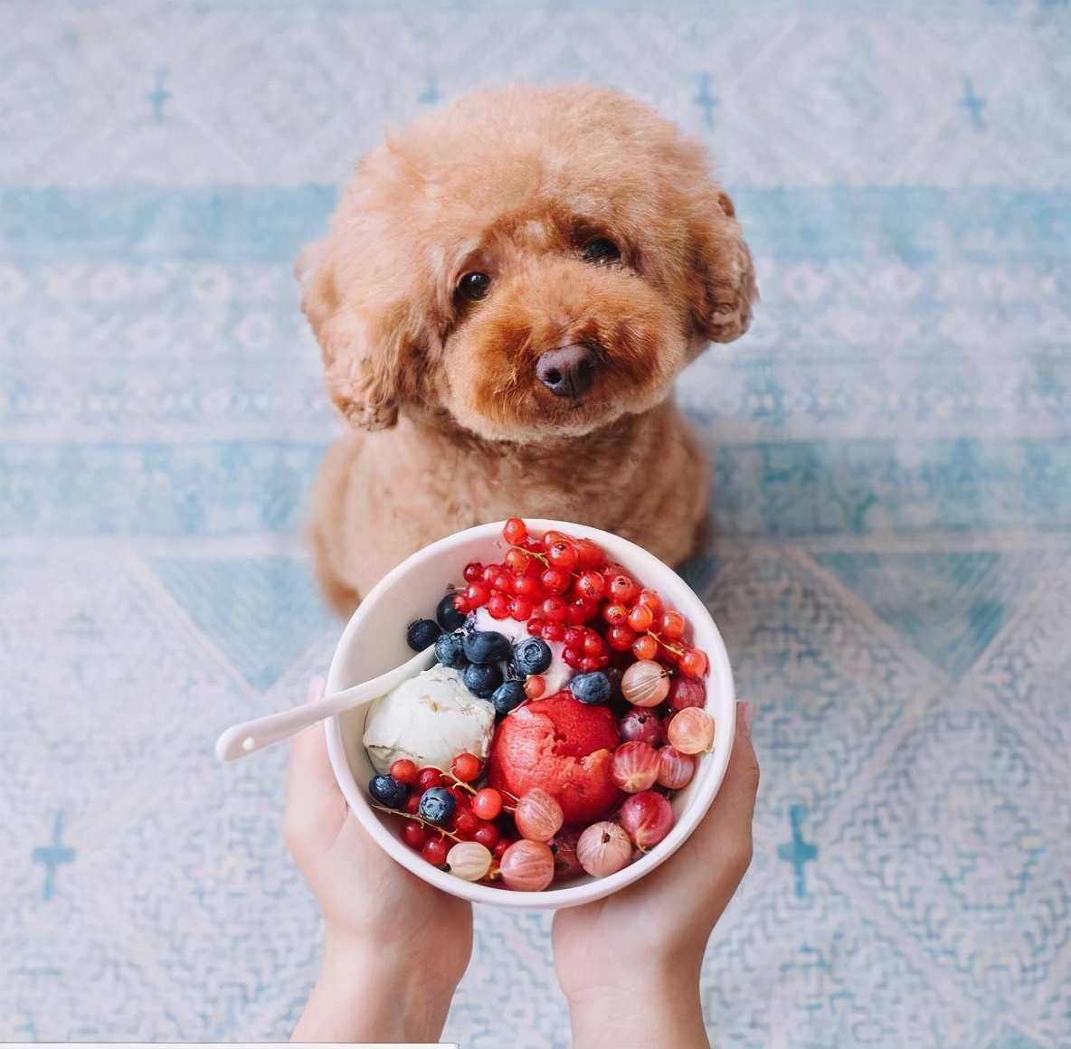 泰迪为什么会成万人恨,为什么泰迪从万人迷到万人恨