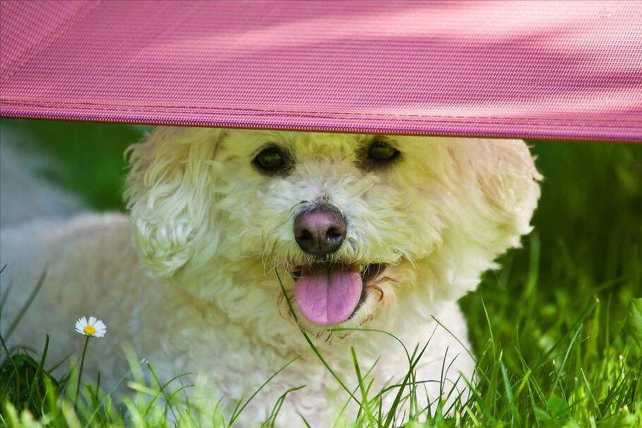 比熊知识大盘点,怎么知道比熊犬要大小便呢