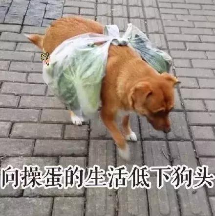 仓鼠饲养八大禁忌仓鼠会认主人吗,仓鼠饲养八大禁忌仓鼠吃什么蔬菜