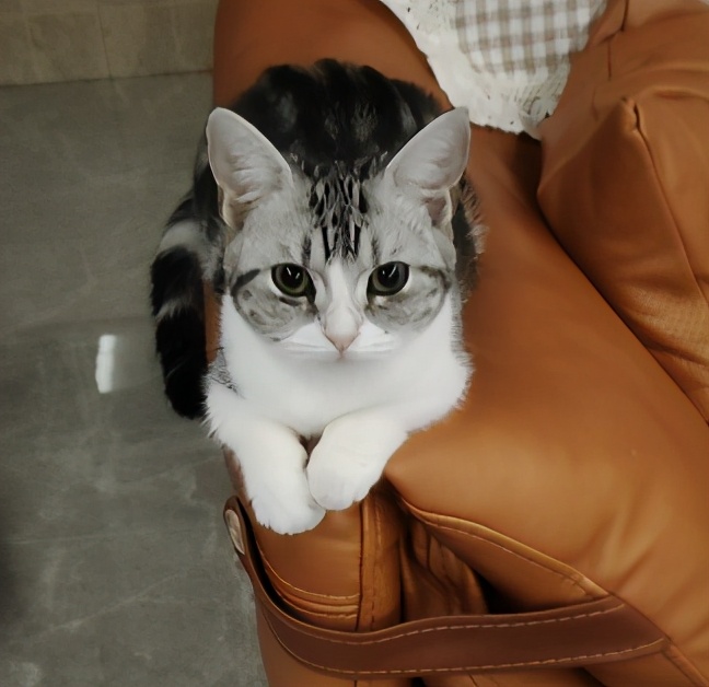 团子猫传腹治好了吗,团子的猫传腹