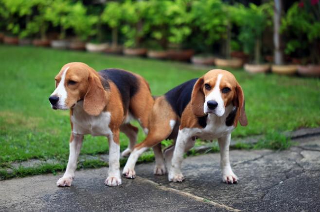 狗子在交配时为什么会被“锁”住，这到底是怎么回事？