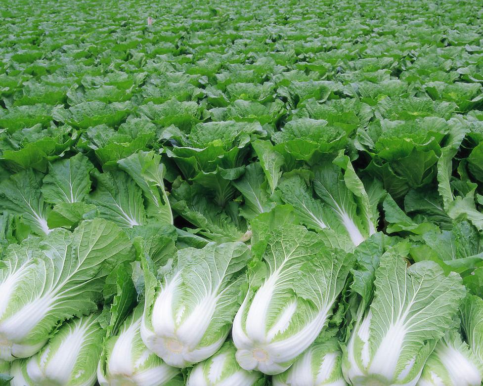 叶菜品类表,叶菜类一览表