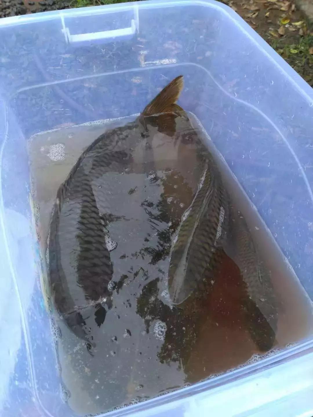 黑龙滩钓得到鱼,黑龙滩百斤大鱼