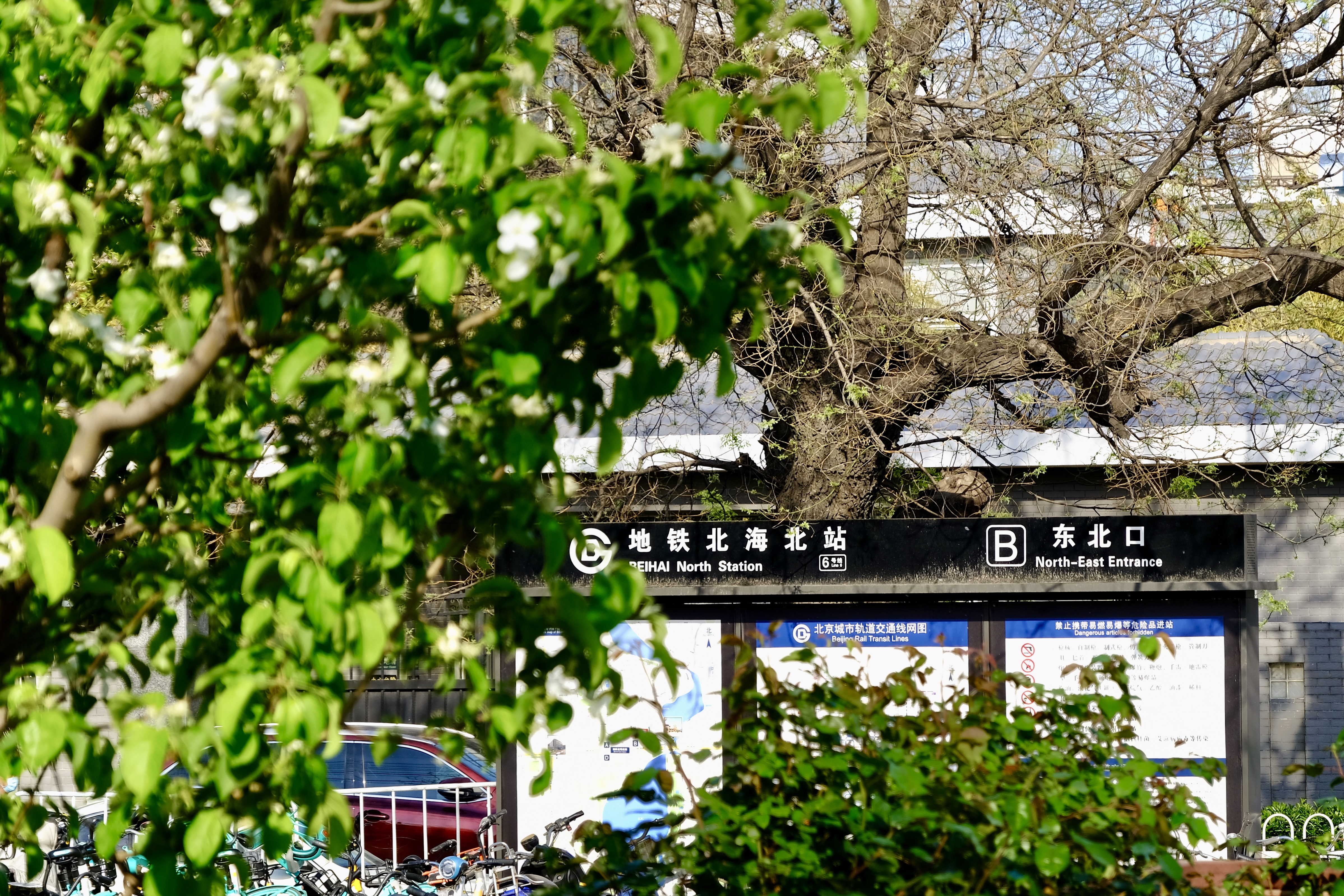 开往地铁上的春天,开往春天的地铁邂逅京城的花开