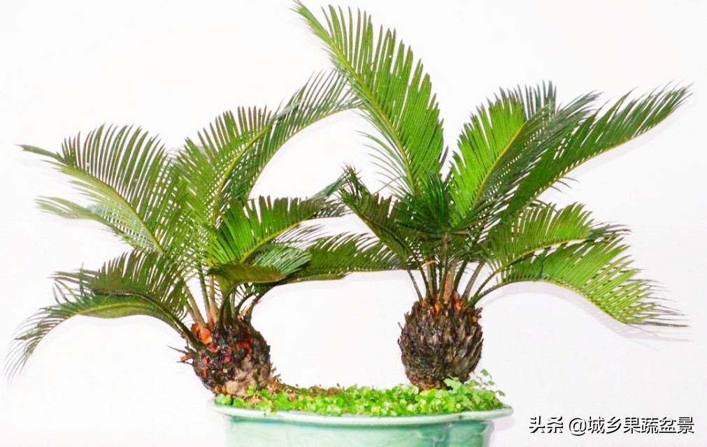 铁树盆景养殖技巧,铁树盆景制作全过程