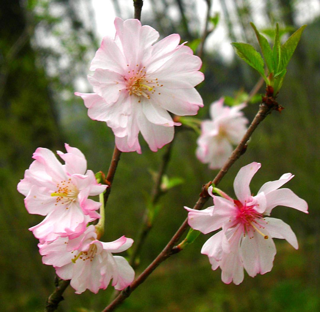 这份全国八大超美赏樱攻略,国内赏樱地盘点图片