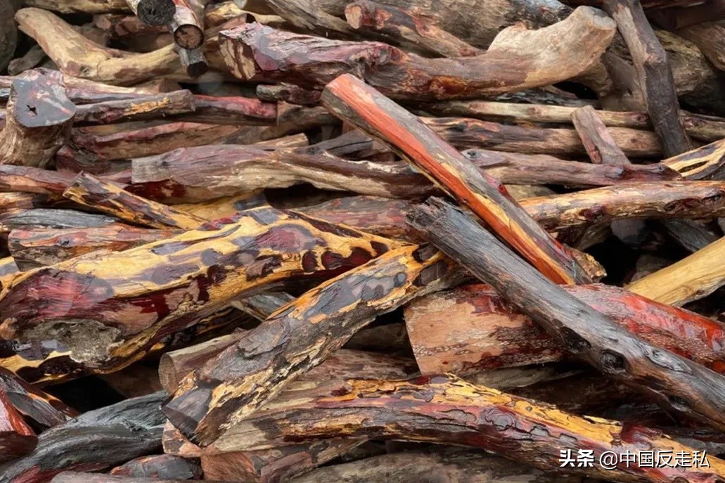 国门利剑缉私案件,黄埔海关国门利剑2018打击成品油