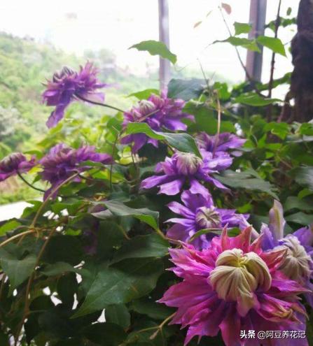 养花3年,把“魔法喷泉”养成“活瀑布”,养护过程4点别忽视