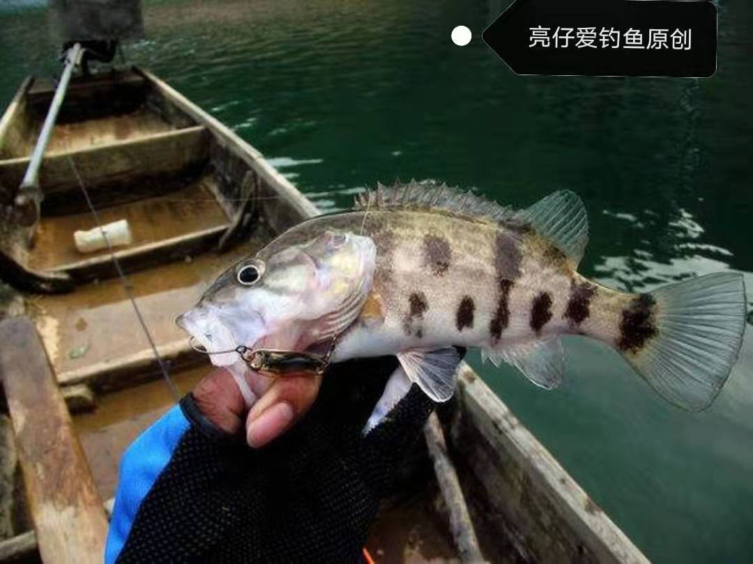 背上带毒刺的鱼,背上刺有毒的鱼