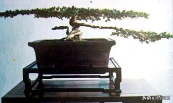 丛林式盆景欣赏,盆景欣赏及制作