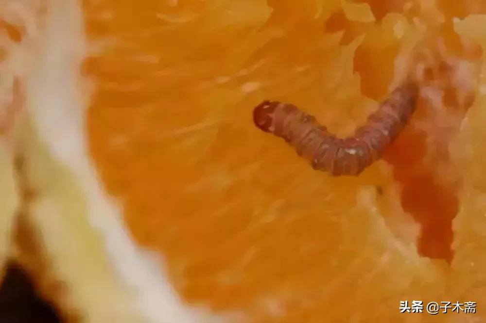 柑橘大实蝇和柑橘小实蝇常规虫害,柑橘虫害高清图谱及防治方法