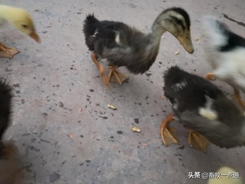 孵化过程停电,孵化中停电了怎么办