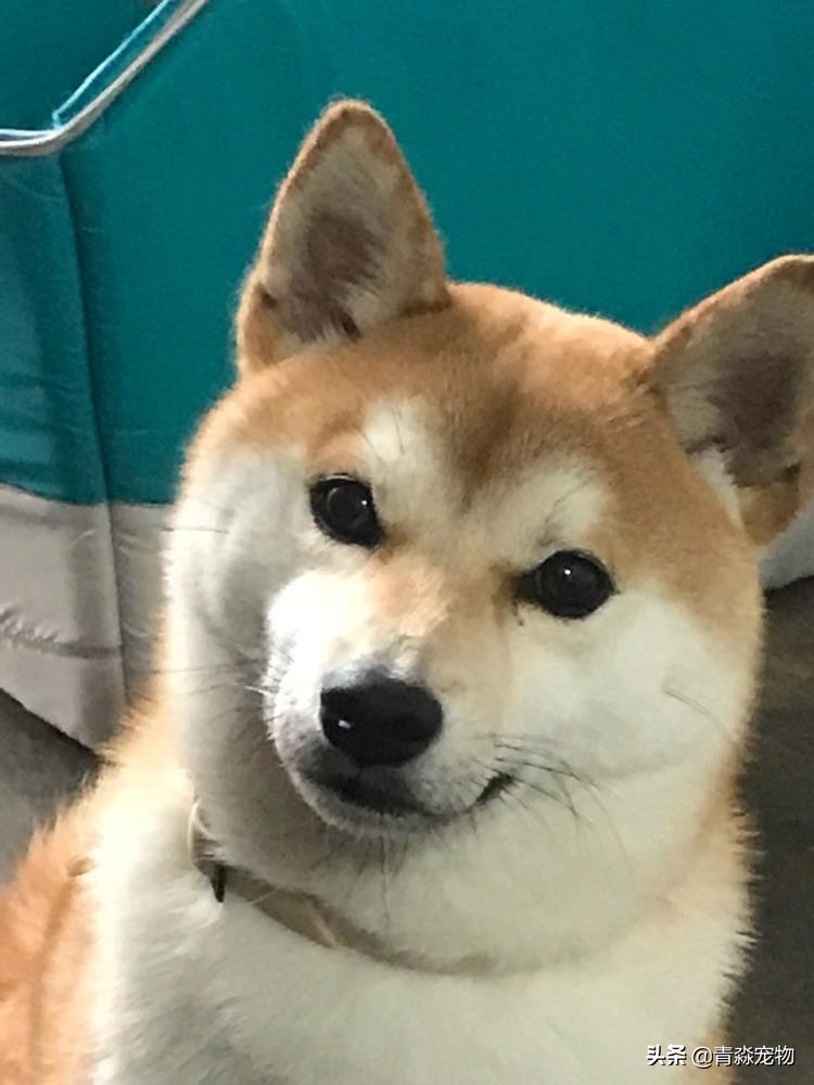 【宠物大学问】狗狗能吃虾吗？