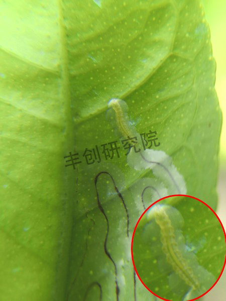 潜叶蛾和红蜘蛛用什么药,潜叶蛾虫害