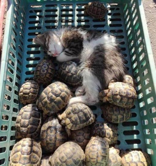 液体猫爬楼梯,液体猫下楼梯原视频