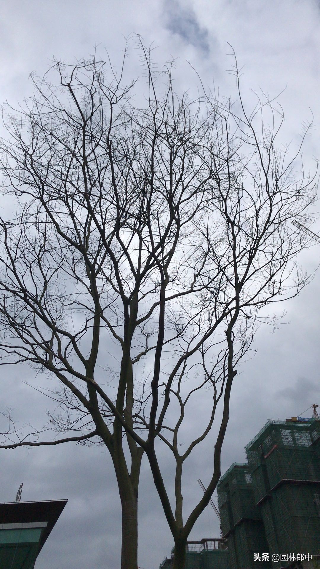 树木移植后叶子蔫了还会发芽吗,移植树木为何发芽又枯萎