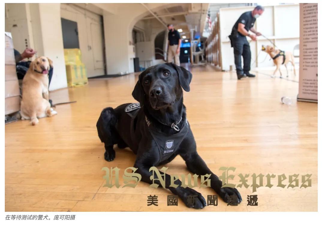 「锐视频」狗鼻子不灵不行美国警犬这样训的