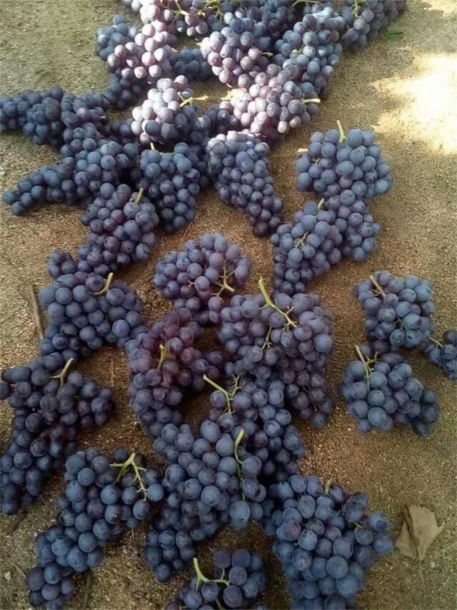 中粮华夏长城,中粮长城葡萄酒加盟官网