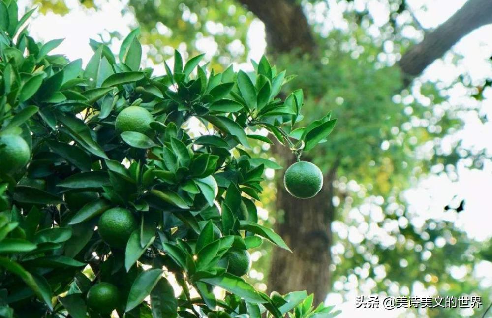 迷惘时读苏轼10句话陪你度过艰难,人生艰难时刻苏轼9句话