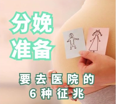 蓝猫准备分娩的征兆,临产前要留意六种产前征兆