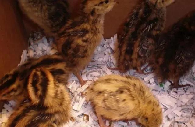 养殖鹌鹑的方法,鹌鹑的养殖方法和注意事项