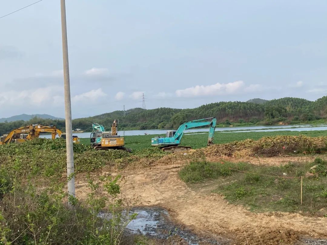 对水浮莲开战阳春清漂任务84万平方米,每天至少清漂8万平方米