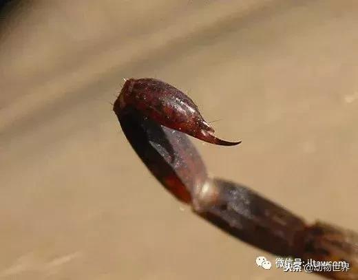 蝎子的全名叫什么,蝎子百科全书