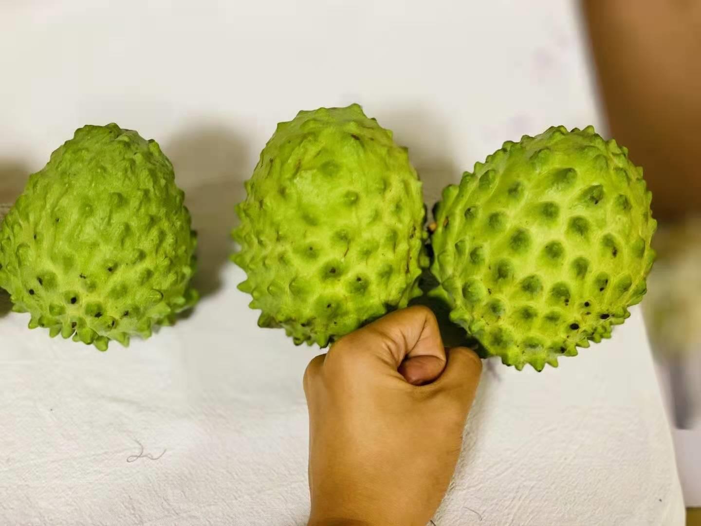 凤梨释迦果水果界的冰激凌,一种像释迦摩尼的水果