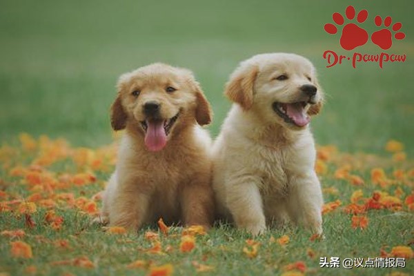 普安特皮肤病,普安特治疗狗狗肠炎