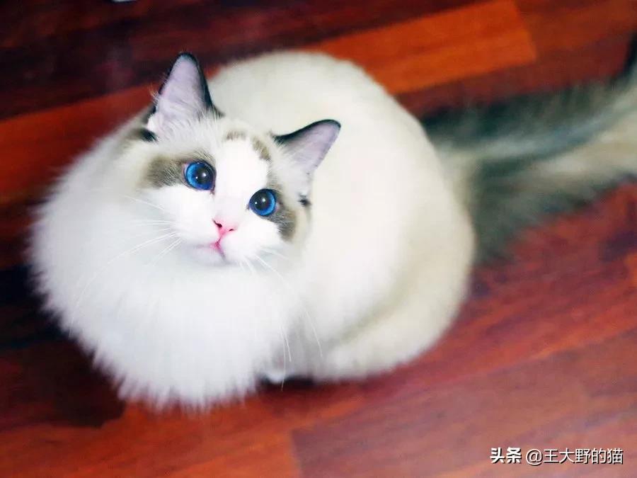 长不大的猫咪都有哪些品种,白色带渐黄短毛猫咪品种大全
