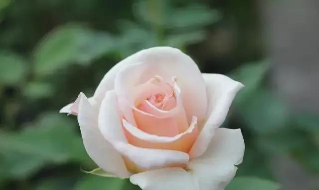 每天学习一点点各种花代表的花语,每天学习一朵花知识