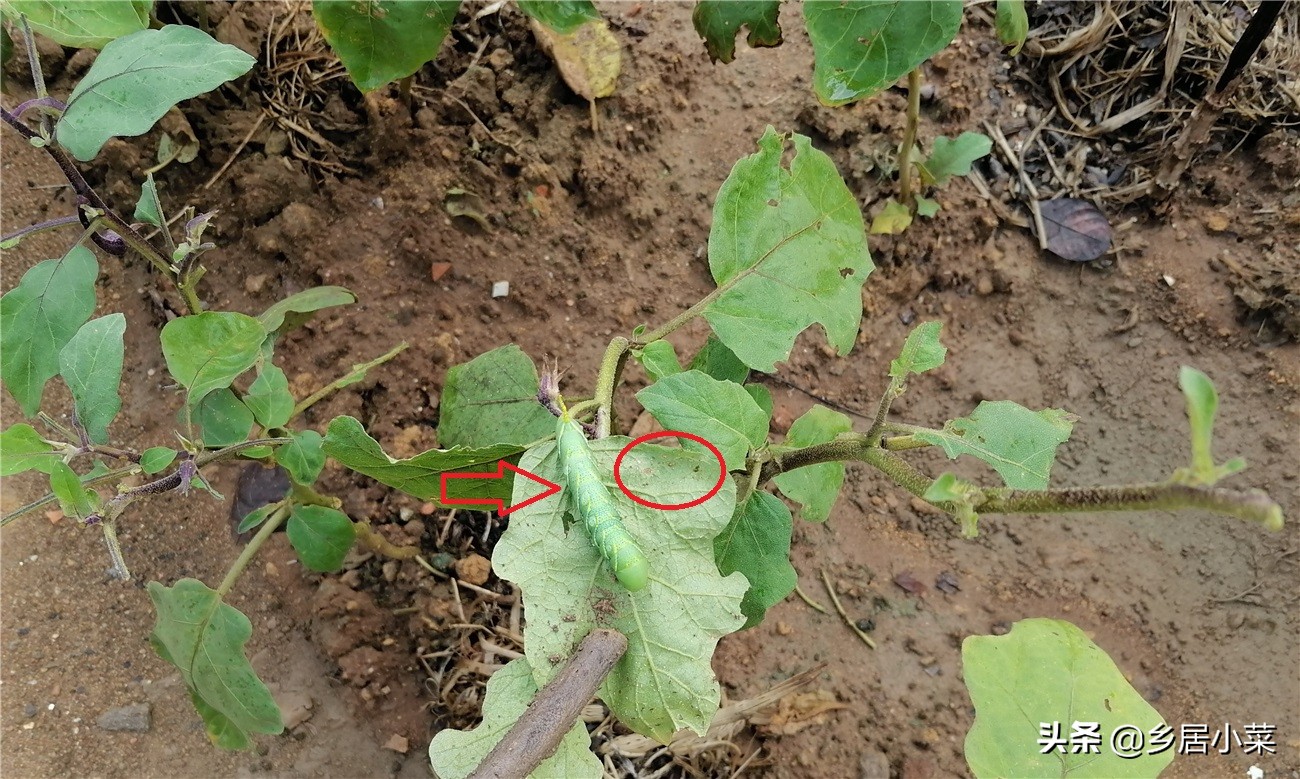 茄子叶病虫害图片大全,茄子种植用什么肥壮苗