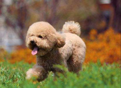 纯种泰迪犬和串串泰迪犬,纯种泰迪犬的6大特点