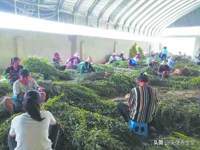 乡愁催生创业点子,福建一群年轻人让野草变身“大艾”健康文化!