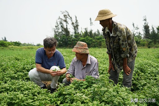 新疆新棉种植受灾情况,关于新疆棉花的发展形势及对策