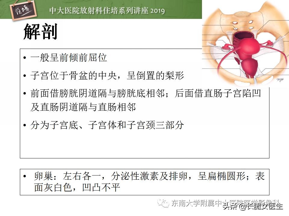 女性生殖子宫影像解剖及生理改变