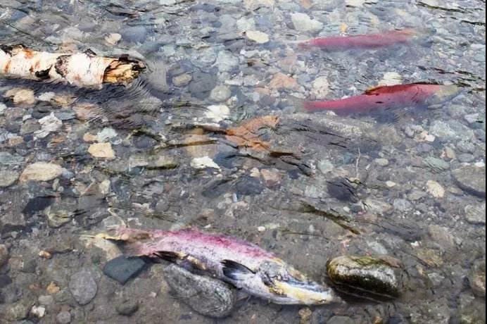 科普中国三文鱼,智利三文鱼