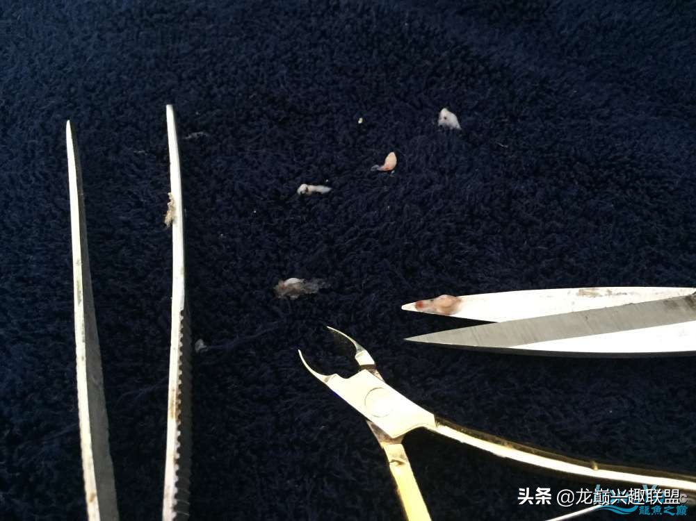 给金龙鱼做眼睛手术完整版,金龙鱼刮眼白手术