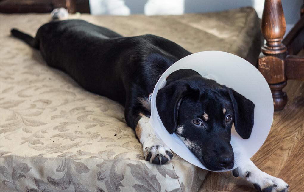 狗狗绝育手术后几天恢复正常,狗狗绝育后注意事项多久能恢复